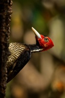 Datel svetlezoby - Campephilus guatemalensis - Pale-billed woodpecker 3049